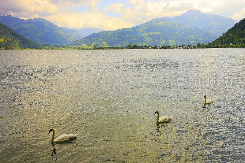 一群天鹅漂浮在美丽的泽勒湖上-泽尔am See和山脉景观，Tirol风景在奥地利萨尔茨堡土地，奥地利